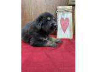 Tibetan Mastiff Puppy for sale in Mount Pleasant, IA, USA