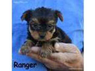 Yorkshire Terrier Puppy for sale in Deepwater, MO, USA