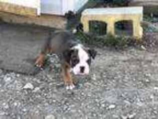 Olde English Bulldogge Puppy for sale in Marion, IN, USA