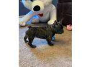 French Bulldog Puppy for sale in Mc Rae, GA, USA