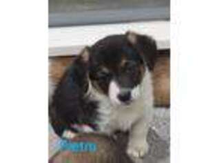 Pembroke Welsh Corgi Puppy for sale in Tomball, TX, USA