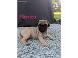Pug Puppy for sale in Elizabethtown, PA, USA