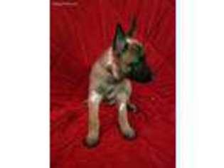 Belgian Malinois Puppy for sale in Wilmington, DE, USA