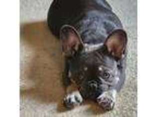French Bulldog Puppy for sale in Asheville, NC, USA