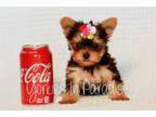 Yorkshire Terrier Puppy for sale in Agoura Hills, CA, USA