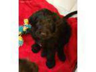 Labradoodle Puppy for sale in Caledonia, MS, USA
