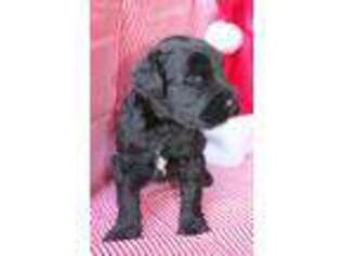 Mutt Puppy for sale in Alba, TX, USA