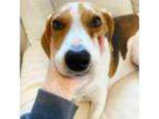 American Foxhound Puppy for sale in Irvine, CA, USA