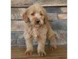 Labradoodle Puppy for sale in Butler, OH, USA