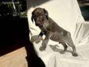 German Shorthaired Pointer Puppy for sale in Ideal, GA, USA