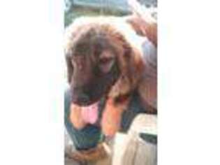 Tibetan Mastiff Puppy for sale in Harcourt, IA, USA