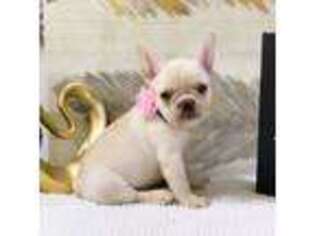 French Bulldog Puppy for sale in Pembroke Pines, FL, USA