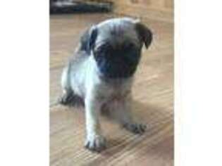 Pug Puppy for sale in Garrison, KY, USA