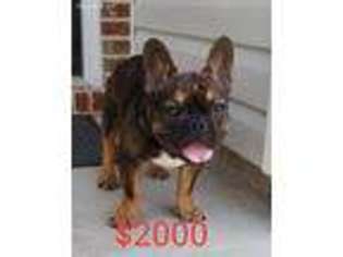 French Bulldog Puppy for sale in Union City, GA, USA