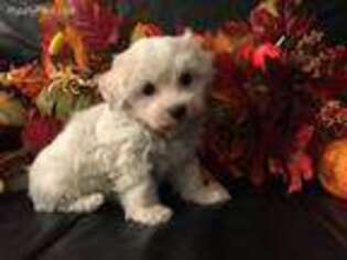 Maltese Puppy for sale in Jacksonville, IL, USA