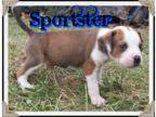 American Bulldog Puppy for sale in Livonia, MO, USA