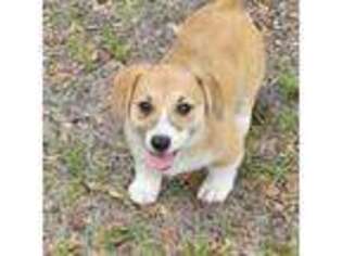 Pembroke Welsh Corgi Puppy for sale in Brooksville, FL, USA