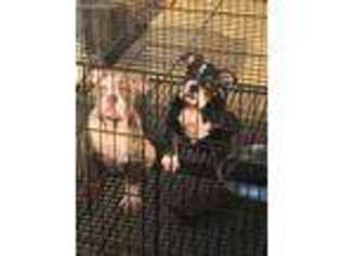 Olde English Bulldogge Puppy for sale in Biloxi, MS, USA