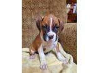 Boxer Puppy for sale in Pine River, WI, USA