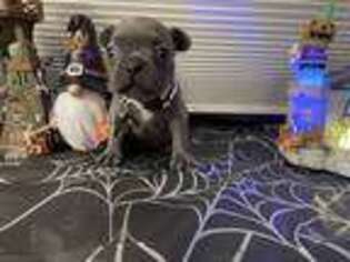 French Bulldog Puppy for sale in Fort Madison, IA, USA