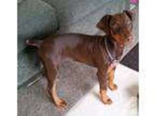 Doberman Pinscher Puppy for sale in VALE, OR, USA