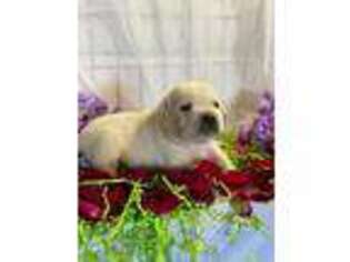 Labrador Retriever Puppy for sale in Wills Point, TX, USA