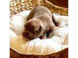 American Staffordshire Terrier Puppy for sale in Sanford, NC, USA