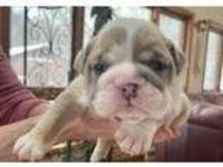 Bulldog Puppy for sale in Fort Washington, PA, USA