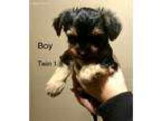 Yorkshire Terrier Puppy for sale in Carver, MA, USA