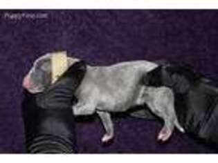 Whippet Puppy for sale in Dallas, TX, USA