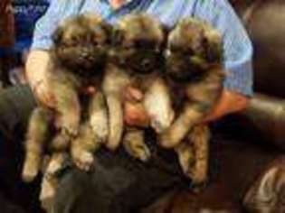 Keeshond Puppy for sale in Poughkeepsie, NY, USA