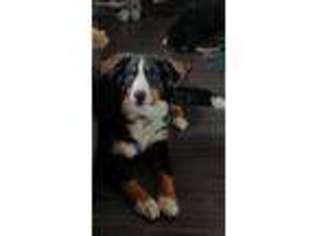 Bernese Mountain Dog Puppy for sale in Postville, IA, USA