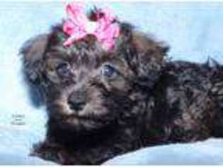 Schnoodle (Standard) Puppy for sale in Keokuk, IA, USA