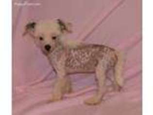 Chinese Crested Puppy for sale in Collins, GA, USA