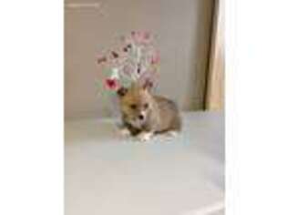 Pembroke Welsh Corgi Puppy for sale in Forest City, MO, USA