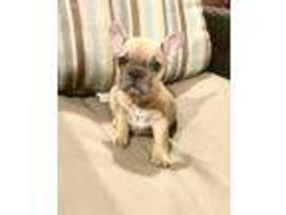 French Bulldog Puppy for sale in Billerica, MA, USA