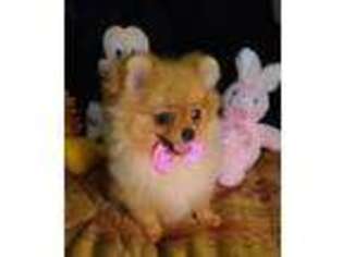 Pomeranian Puppy for sale in Lyford, TX, USA