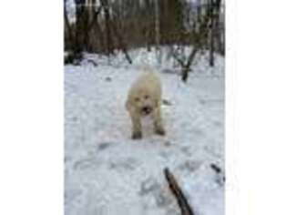 Goldendoodle Puppy for sale in Great Barrington, MA, USA