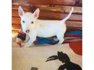Bull Terrier Puppy for sale in Watonga, OK, USA
