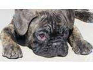 French Bulldog Puppy for sale in NORTH LAS VEGAS, NV, USA
