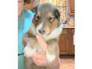Collie Puppy for sale in Medford, NJ, USA