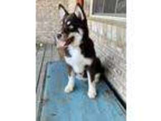 Mutt Puppy for sale in Adolphus, KY, USA