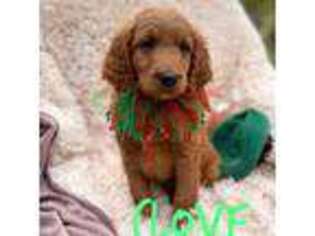 Goldendoodle Puppy for sale in Springvale, ME, USA