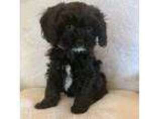 Cavapoo Puppy for sale in Nampa, ID, USA