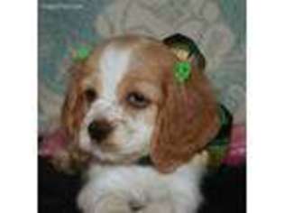 Cocker Spaniel Puppy for sale in Willow Springs, MO, USA