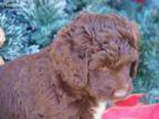Labradoodle Puppy for sale in New Richmond, WI, USA