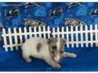 Jack Russell Terrier Puppy for sale in Spring Hill, FL, USA