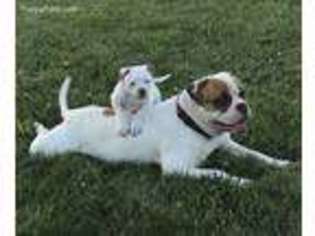 American Bulldog Puppy for sale in Wellsville, KS, USA