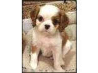 Cavalier King Charles Spaniel Puppy for sale in Bemidji, MN, USA