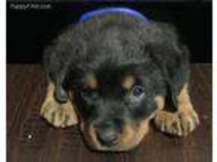 Rottweiler Puppy for sale in Elizabethtown, KY, USA